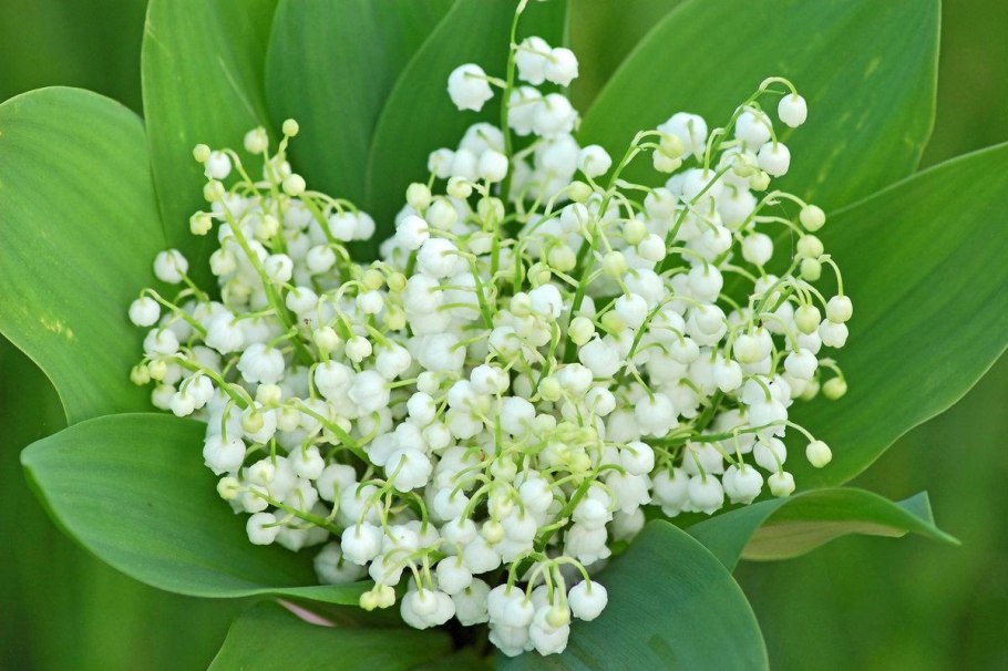 Ландыш Закавказский - Convallaria transcaucasica;