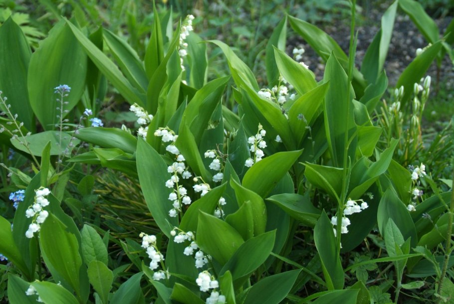 Ландыш Майский (Convallaria Majalis)