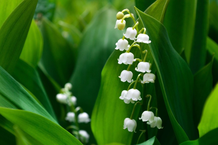 Ландыш Майский (Convallaria Majalis) Albostriata