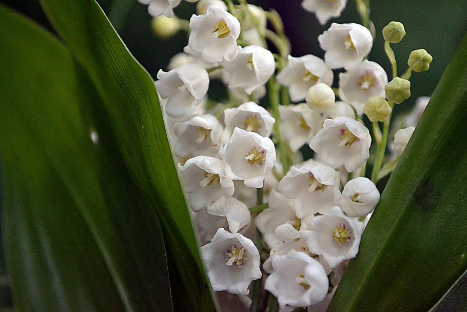 Ландыш Майский "grandiflora"