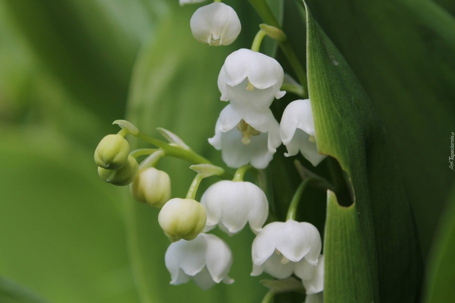Ландыш Convallaria Majalis