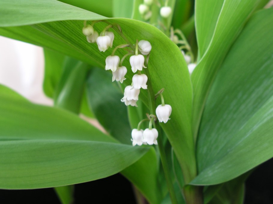 Ландыш Convallaria Majalis
