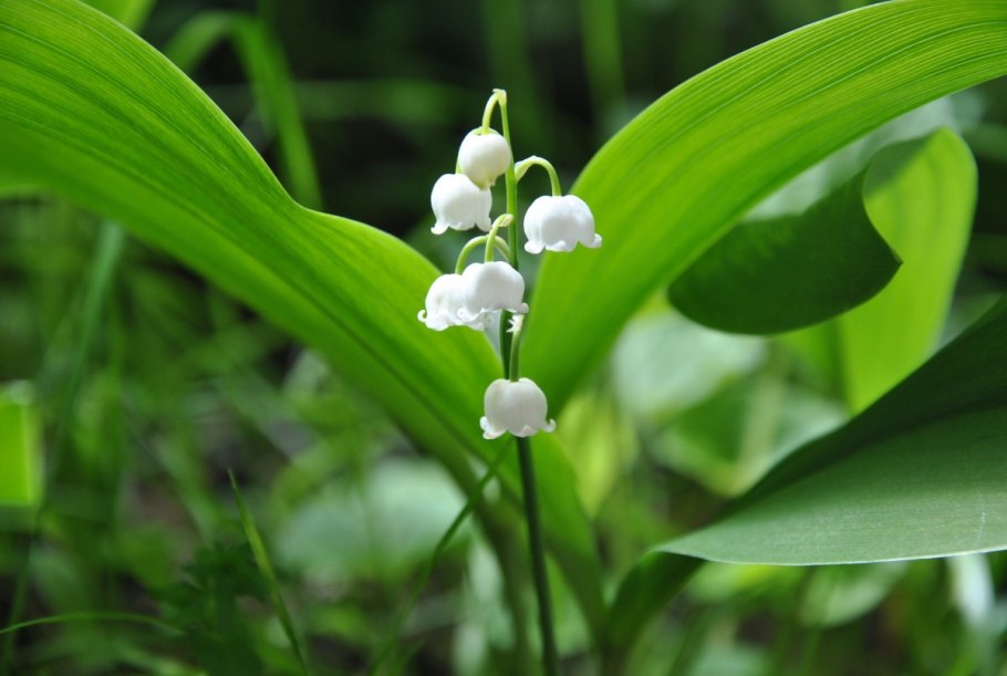 Ландыш (Convallaria) Majalis Bordeaux