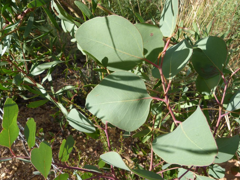 Эвкалипт polyanthemos