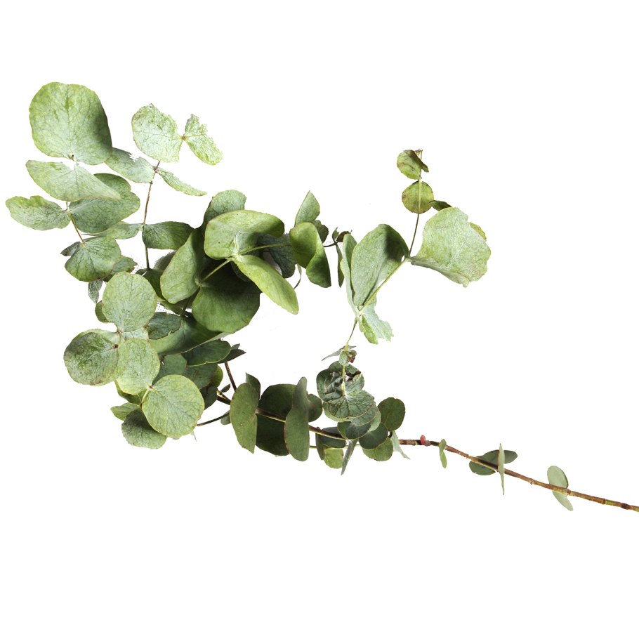 Эвкалипт монетчатый