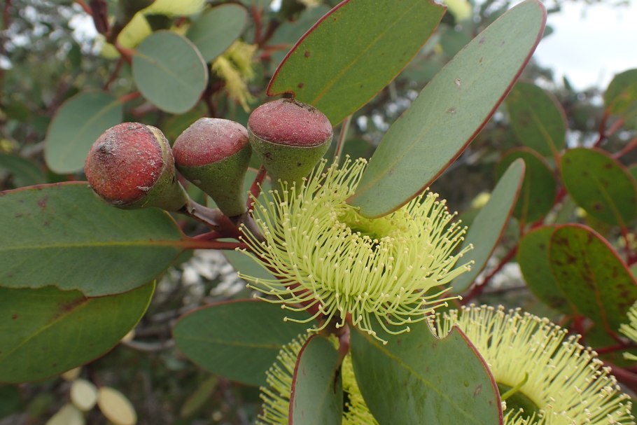Eucalyptus preissiana