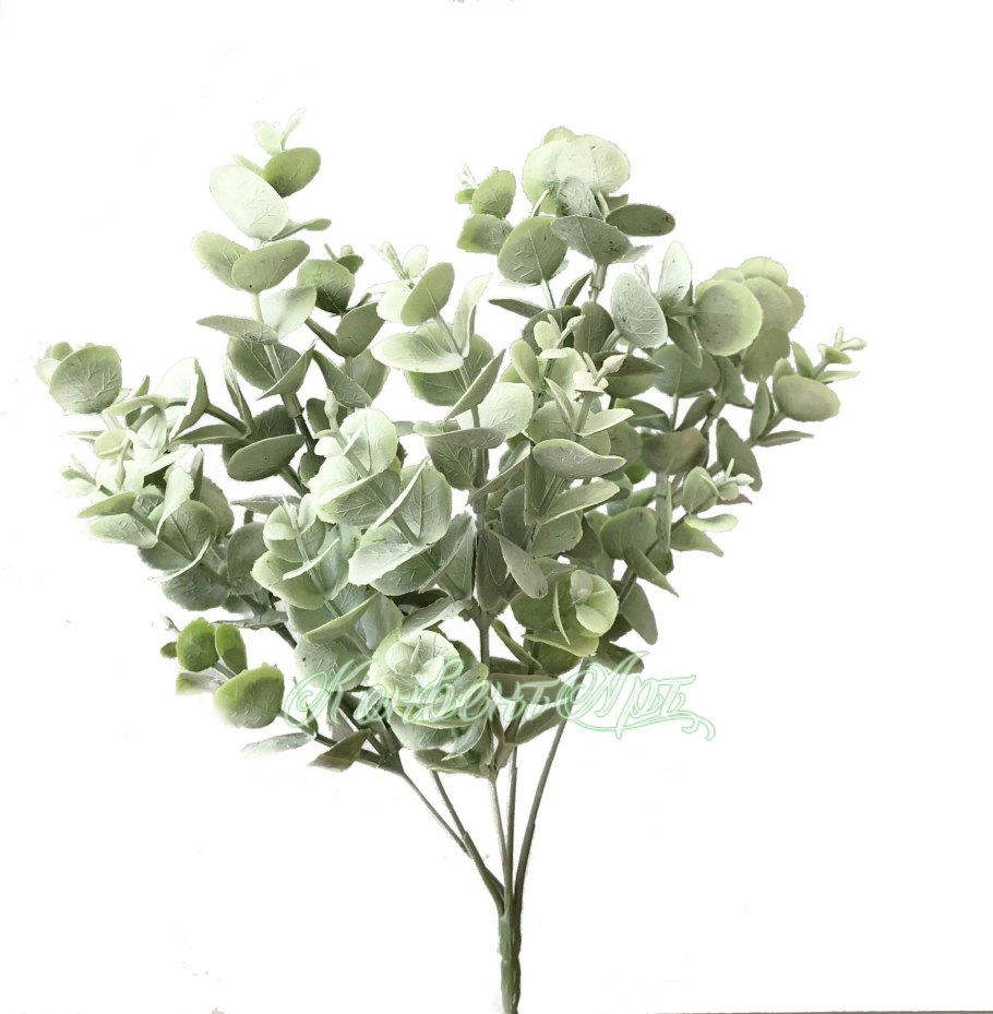 Эвкалипт прутовидный ГФ