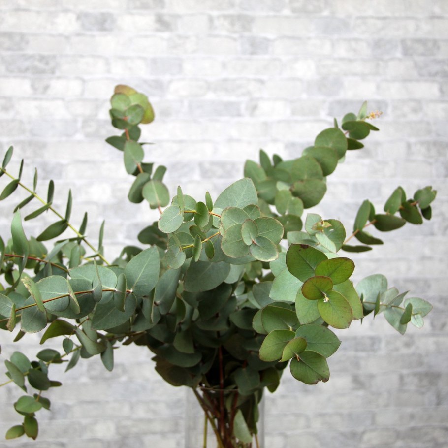 Веточка эвкалипта