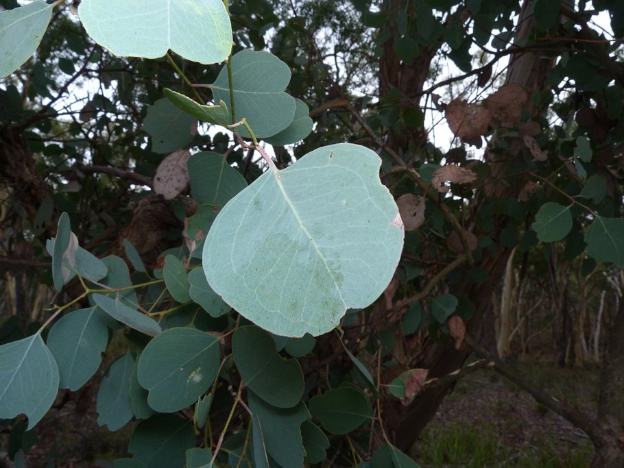 Eucalyptus Гунни