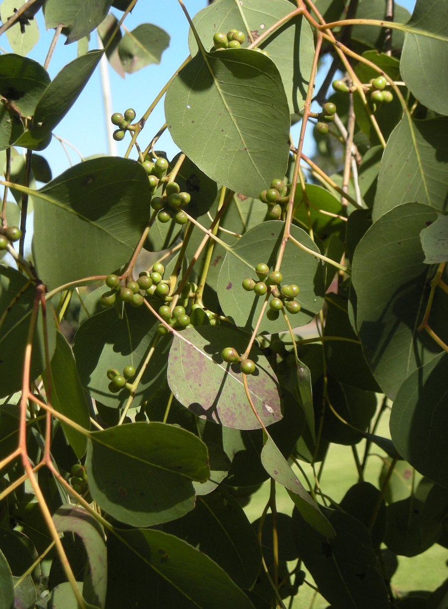 Эвкалипт Лучистый