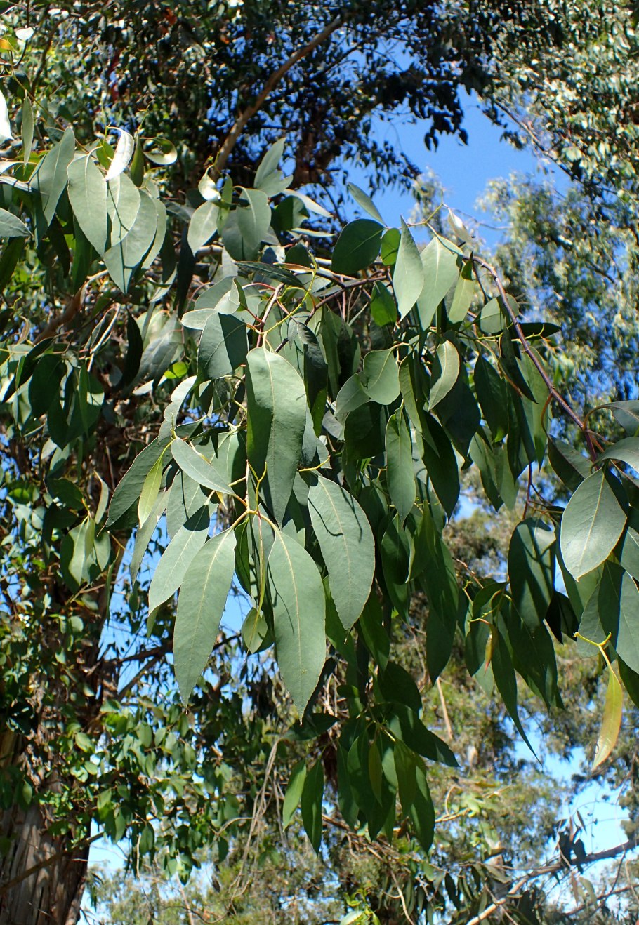 Eucalyptus ovata