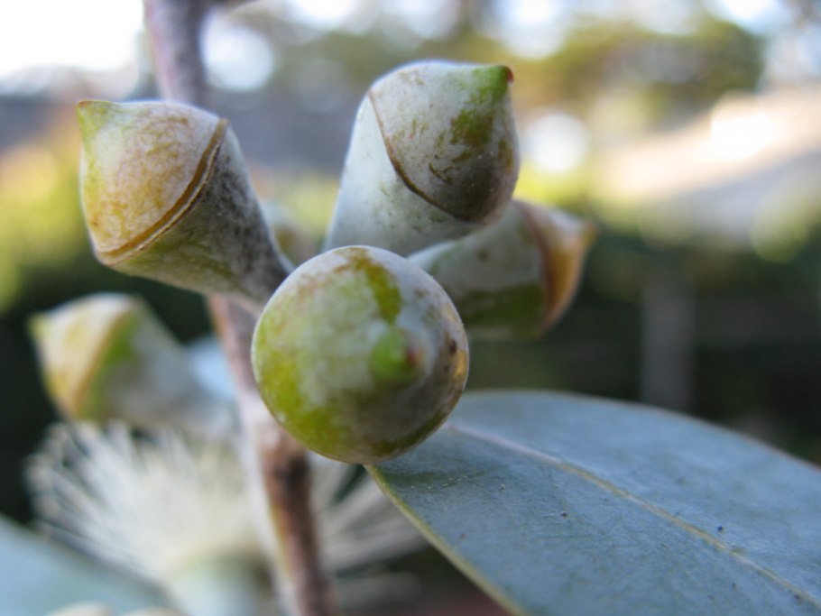 Eucalyptus melliodora