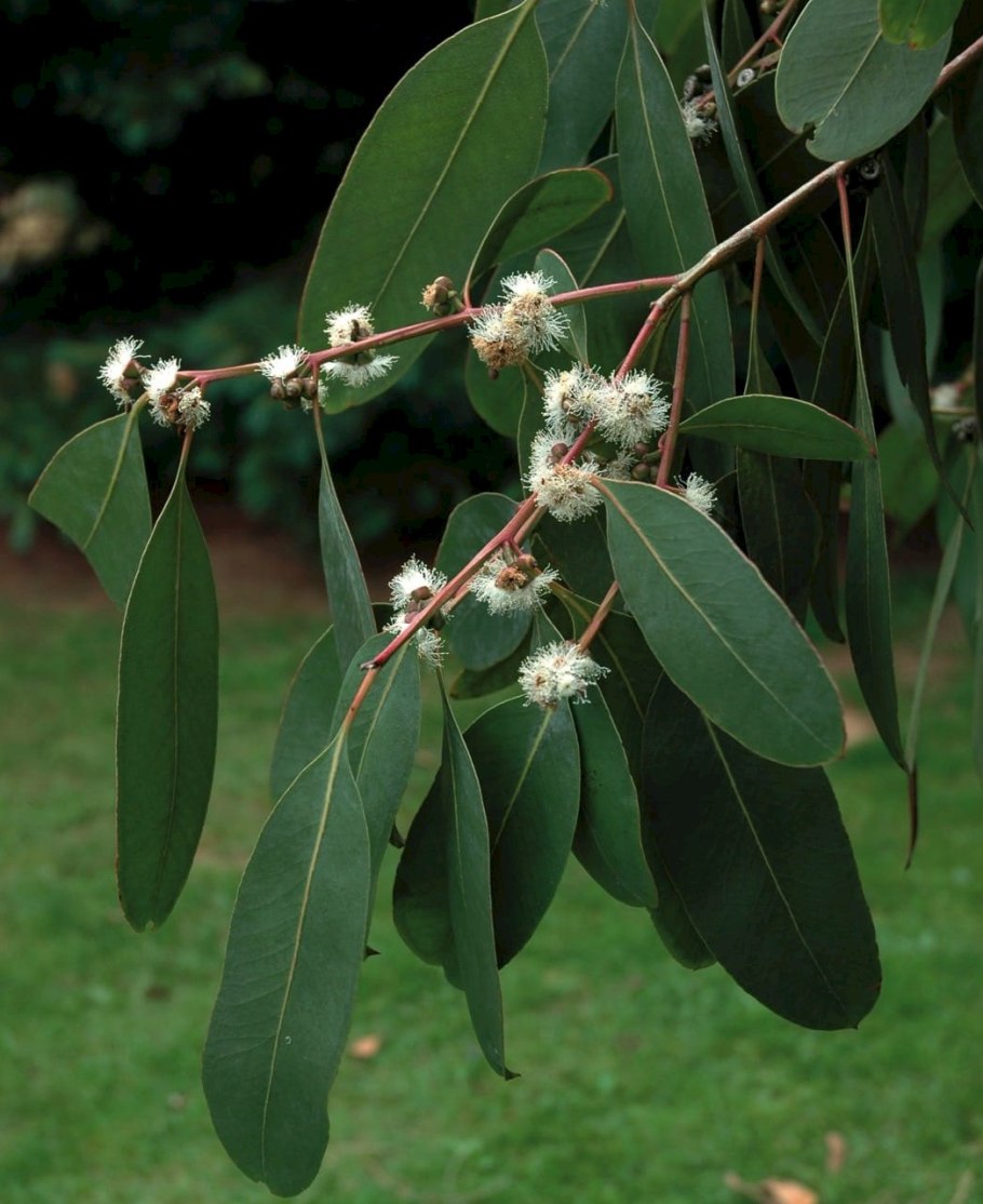 Eucalyptus pauciflora