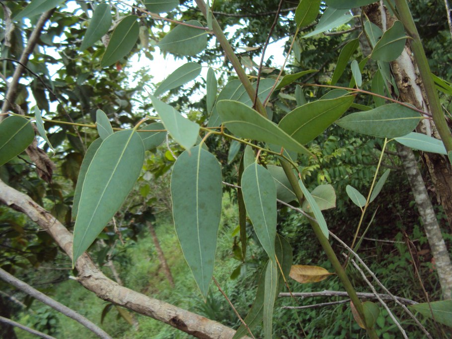 Eucalyptus robusta