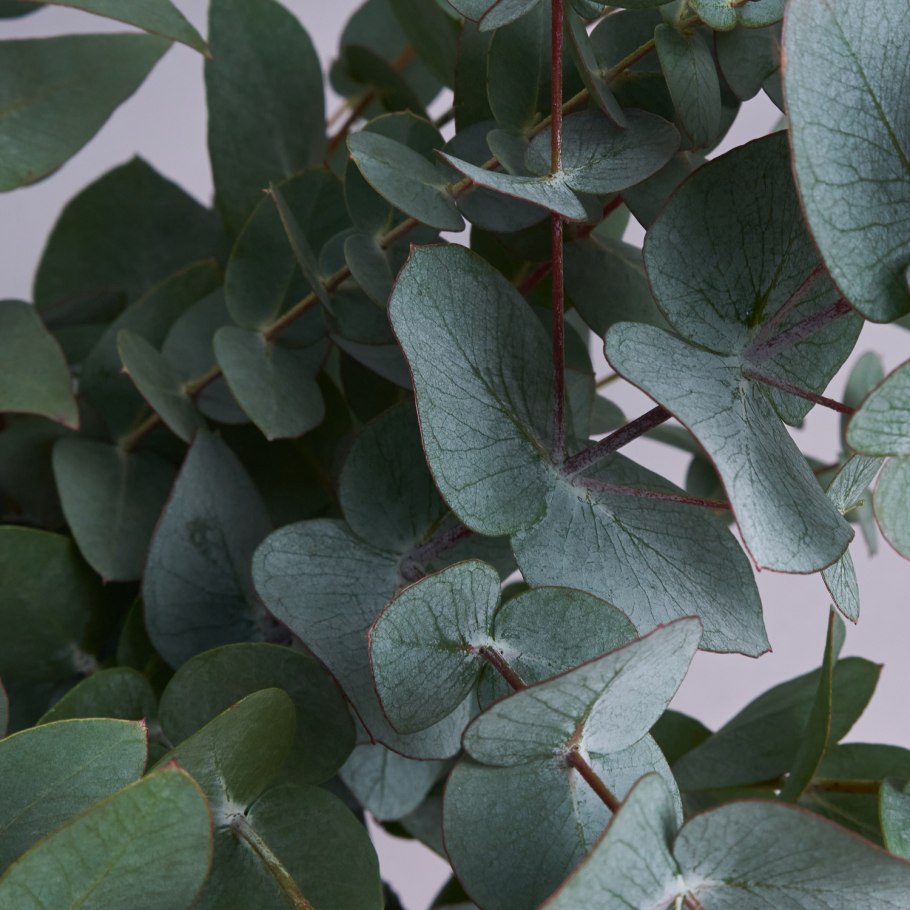 Эвкалипт цинерия