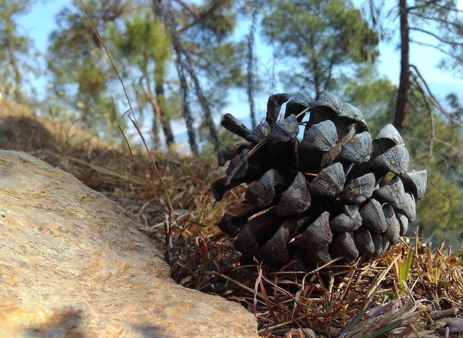 Сосна длиннохвойная