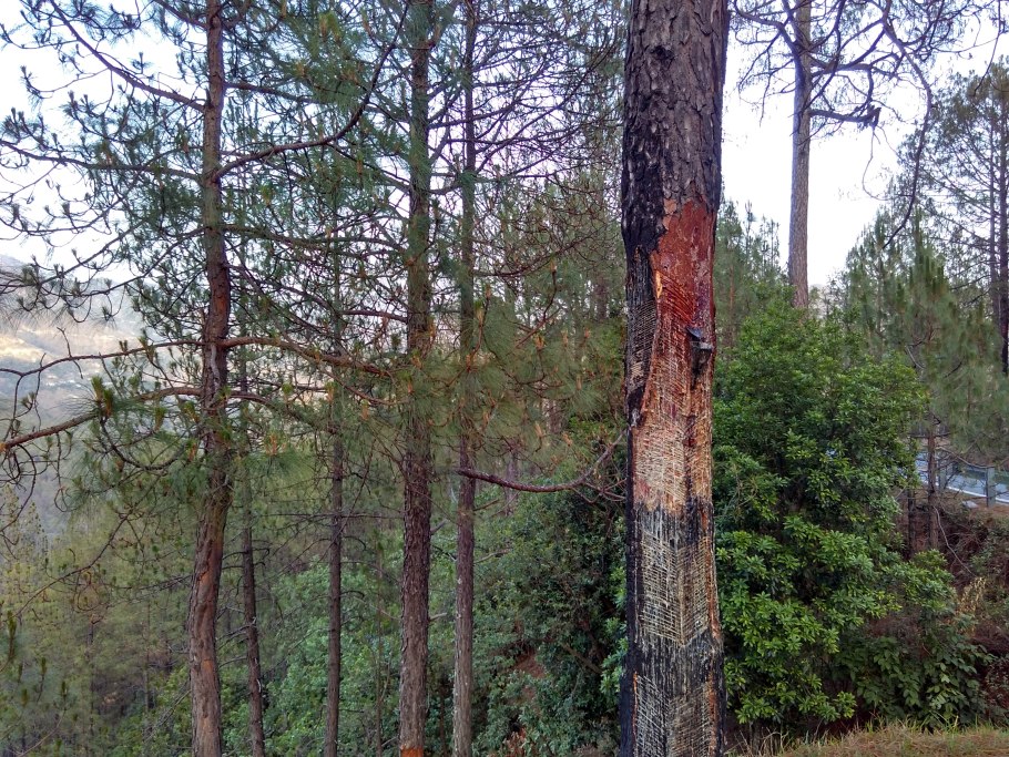 Сосна Роксбурга шишки