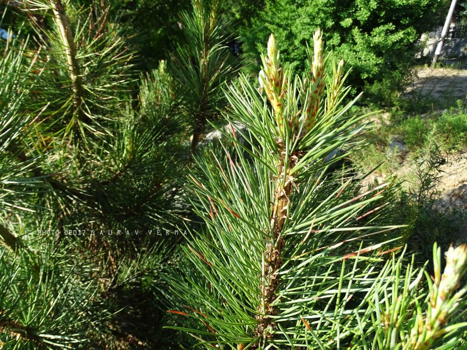 Сосна Болотная (длиннохвойная