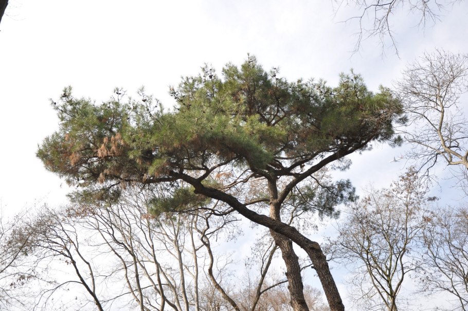 Сосна Роксбурга шишки