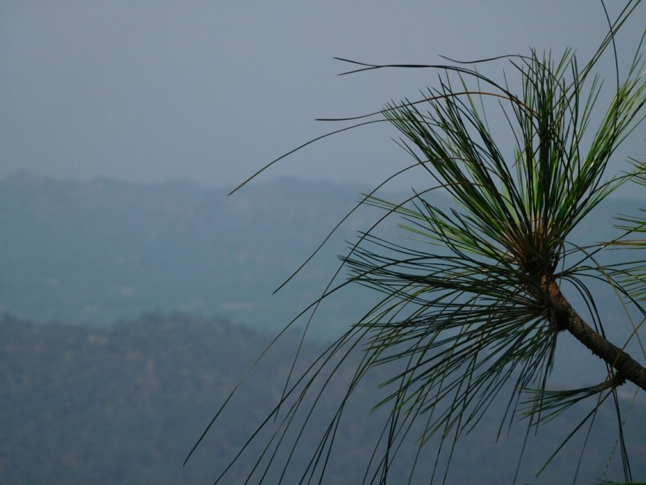 Североамериканская Болотная сосна