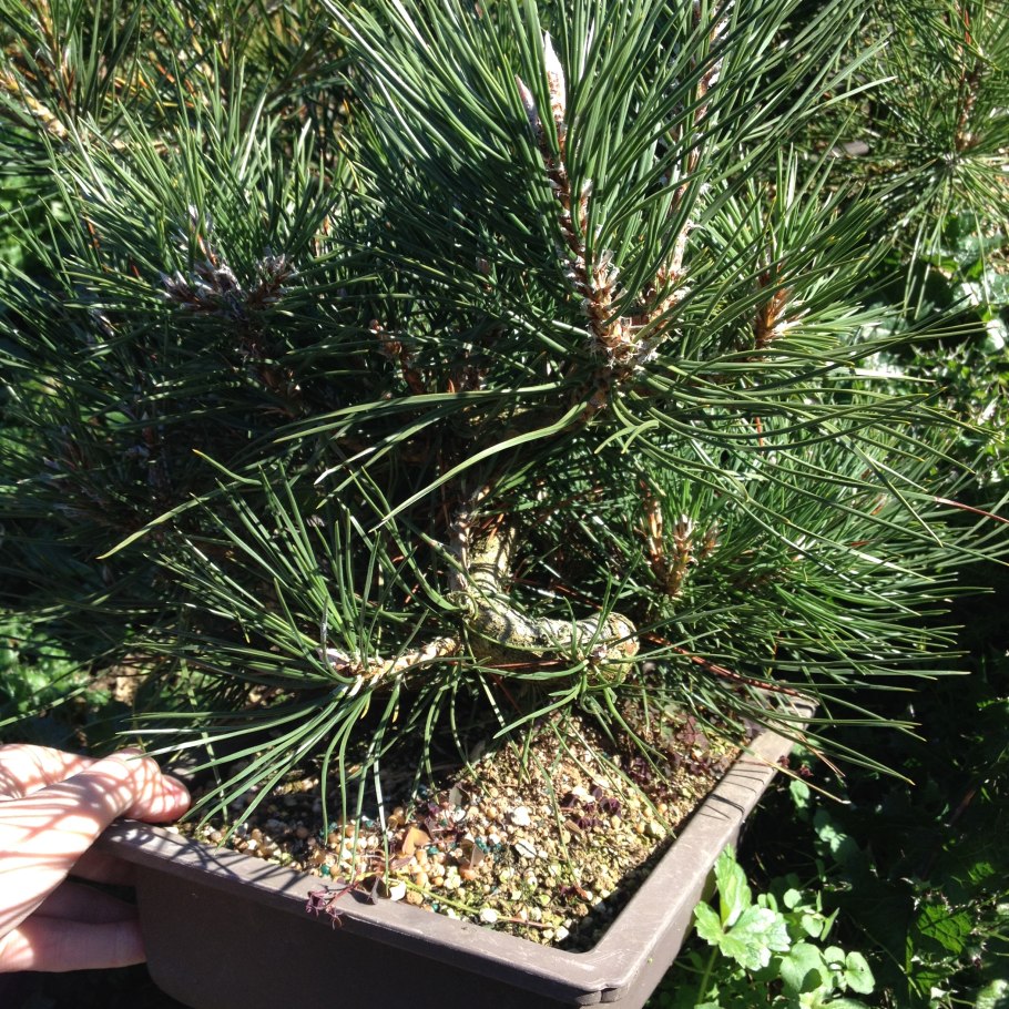 Pinus nigra brepo