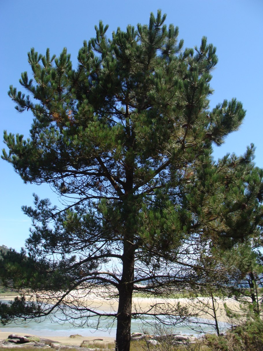 Pinus merkusii