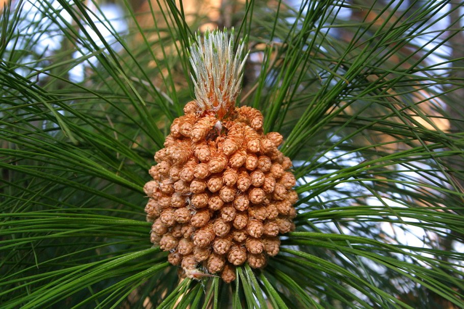 Pinus roxburghii