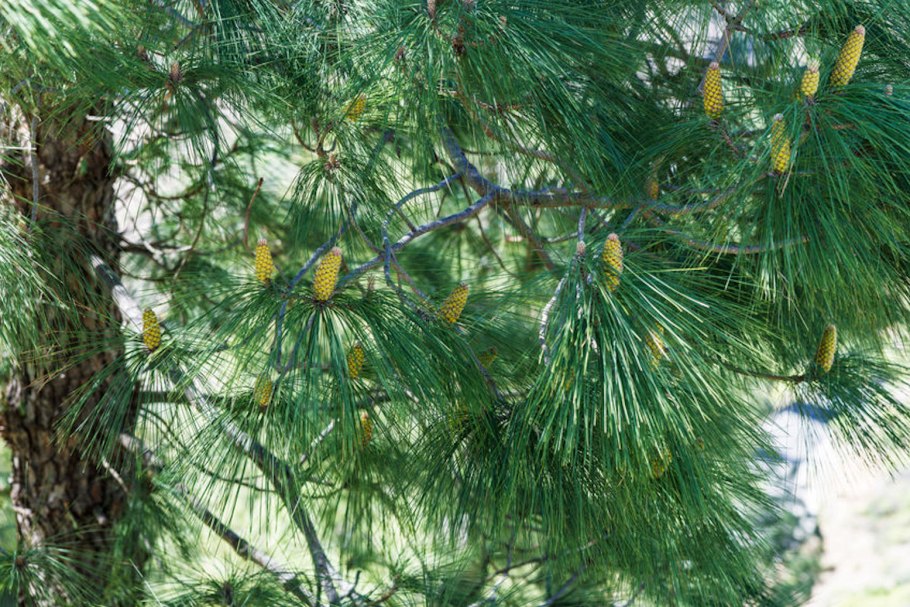 Pinus roxburghii Непал