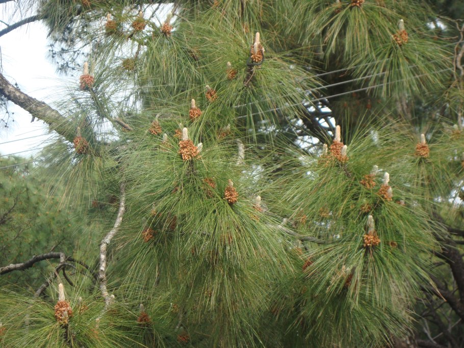 Pinus roxburghii