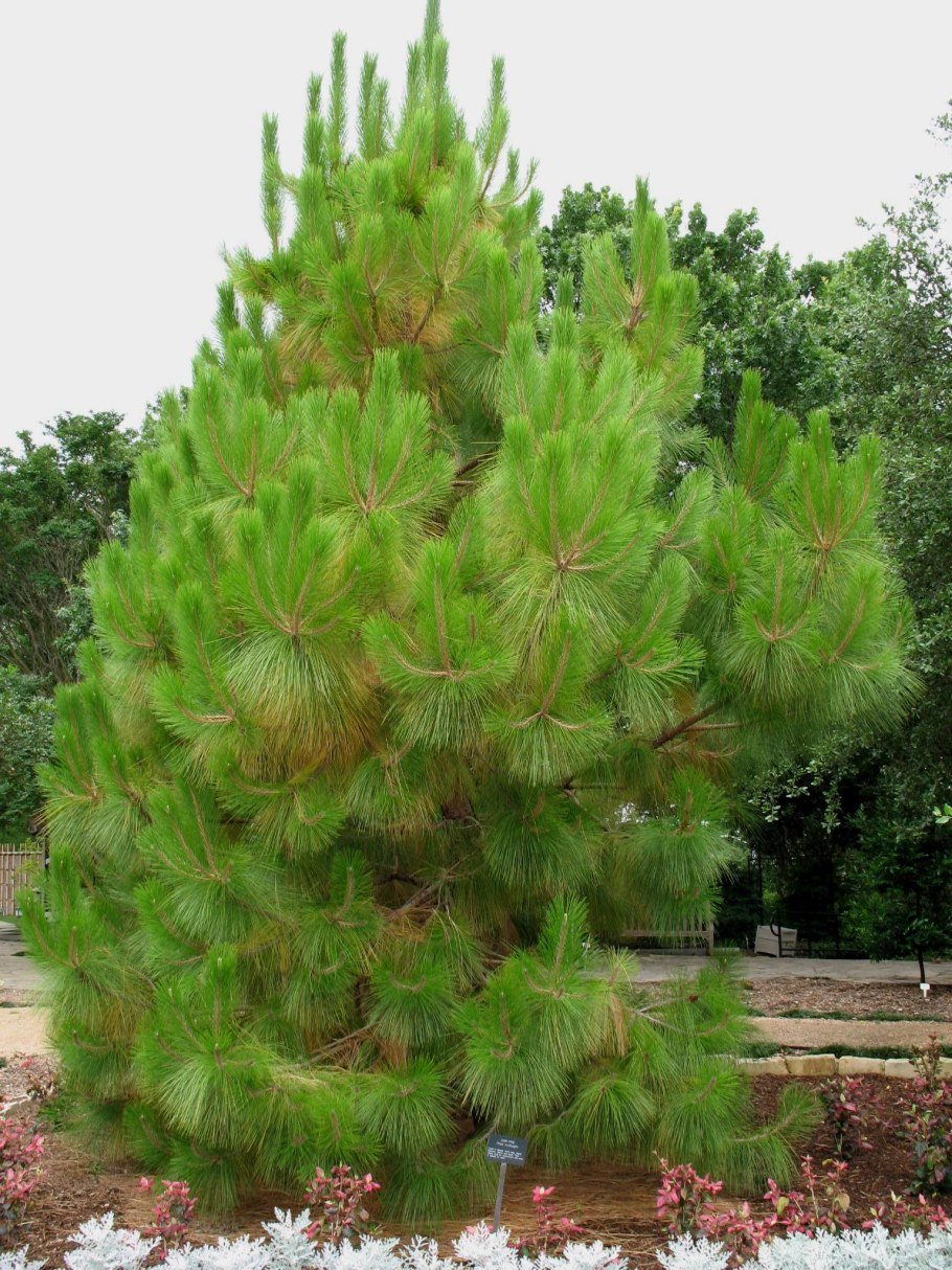 Pinus roxburghii