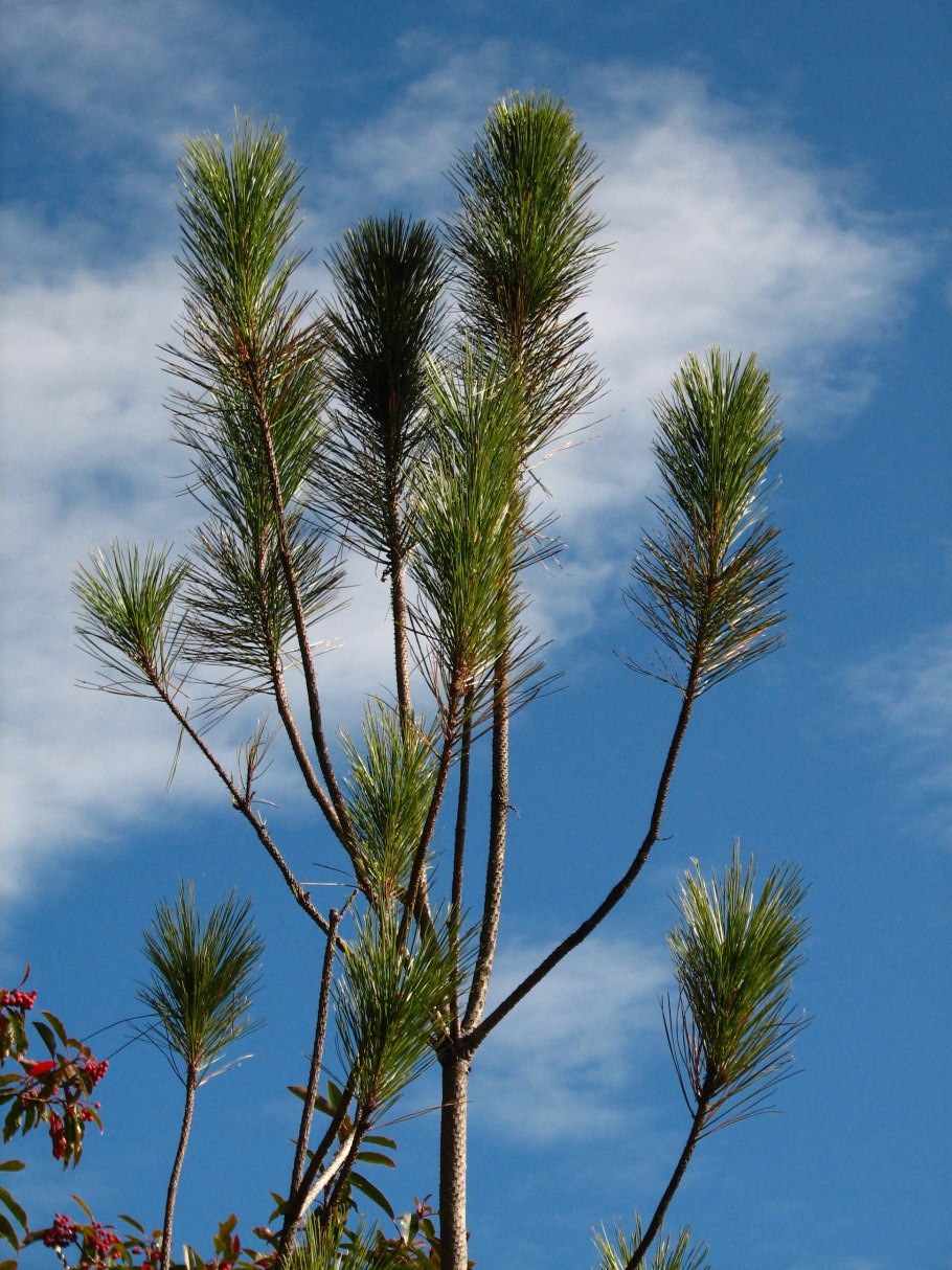 Pinus taiwanensis