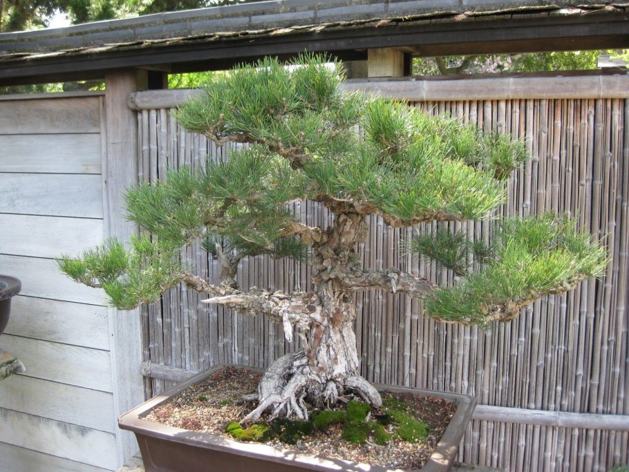 Pinus merkusii