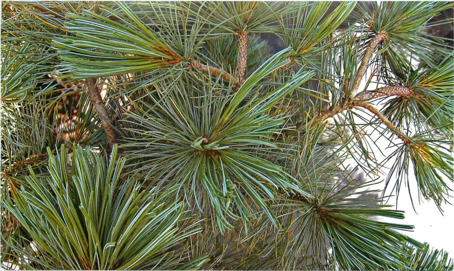 Pinus roxburghii Sargent
