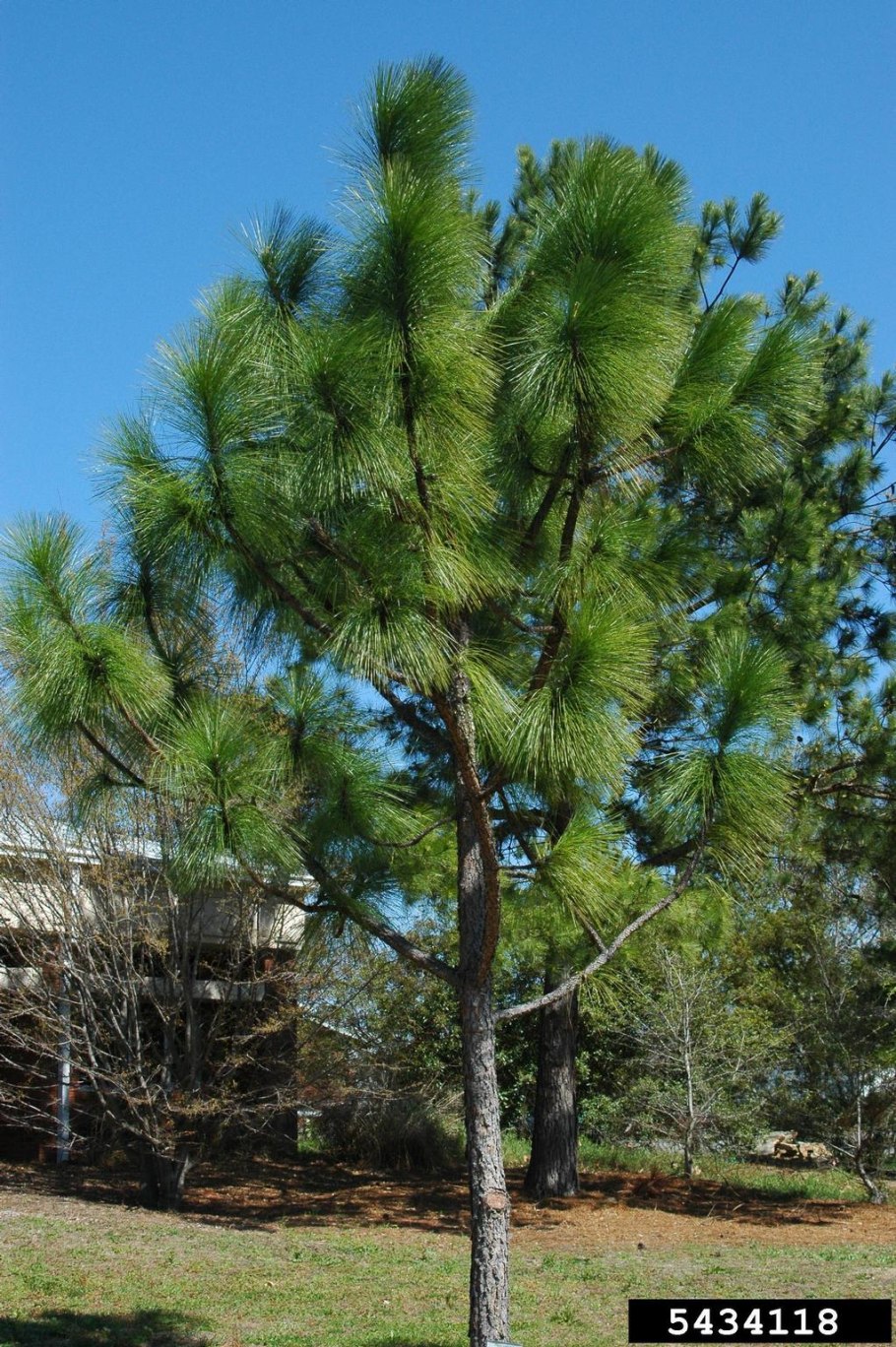 Сосна Роксбурга шишки