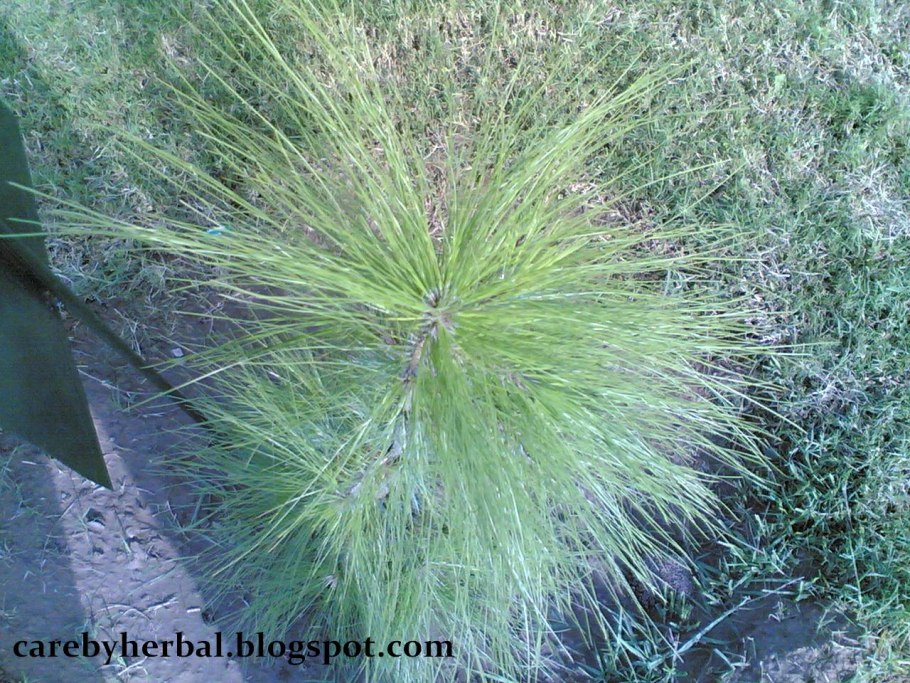 Сосна болотная