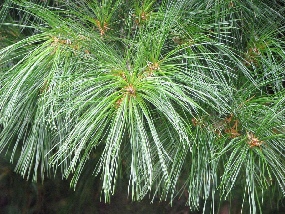 Pinus roxburghii