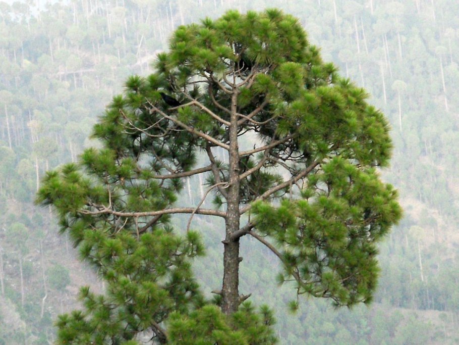 Pinus roxburghii