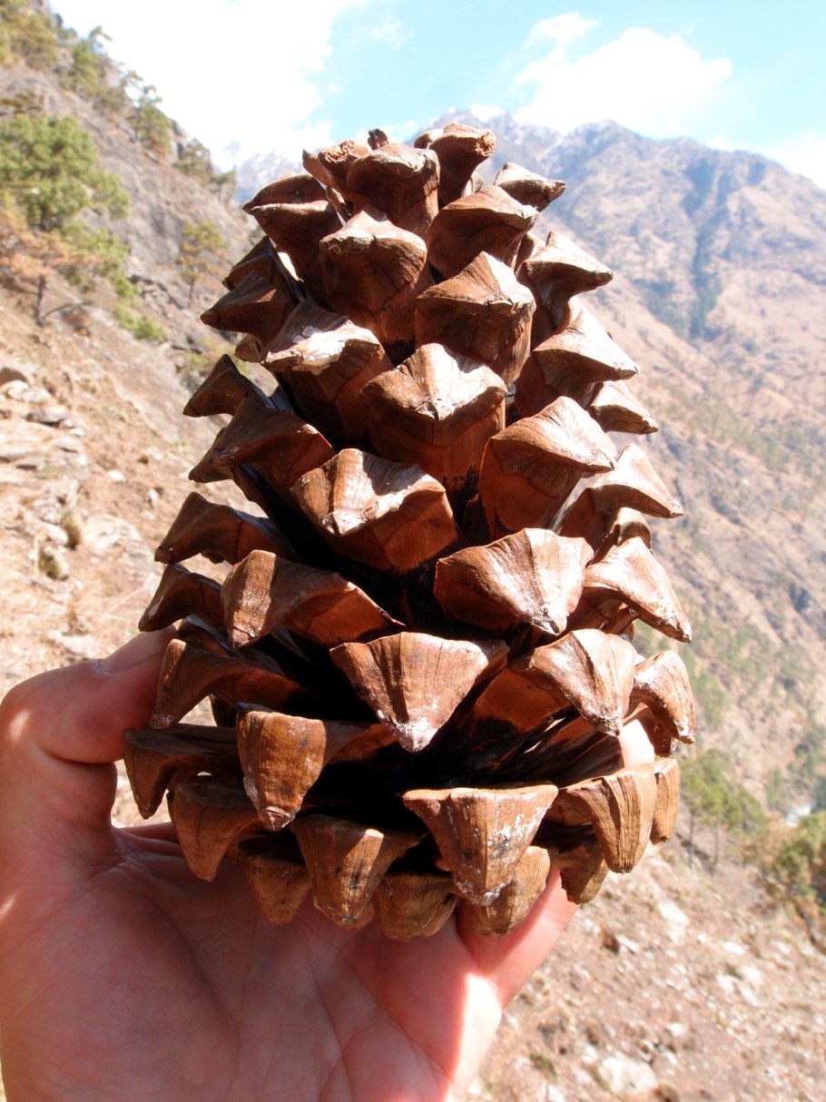 Шишка сосны pinus lambertiana