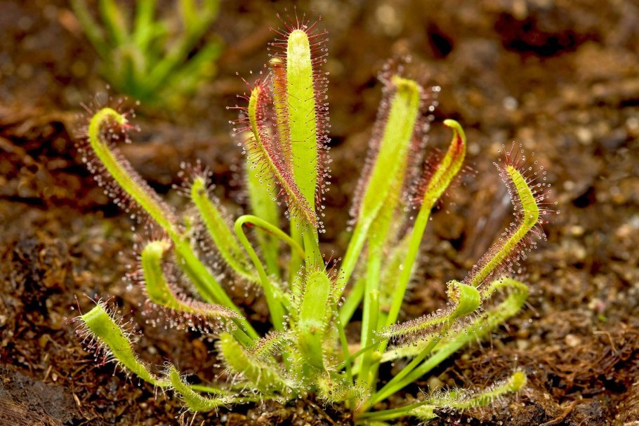 Epipogium aphyllum