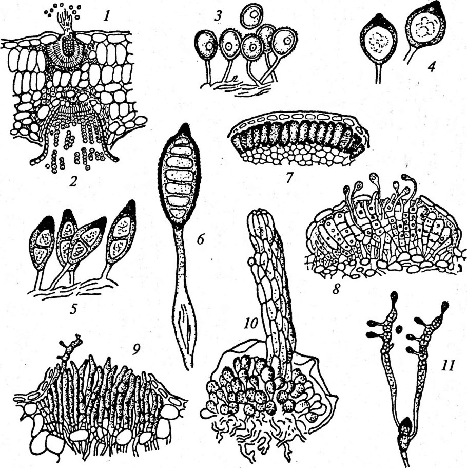 Дросера росянка