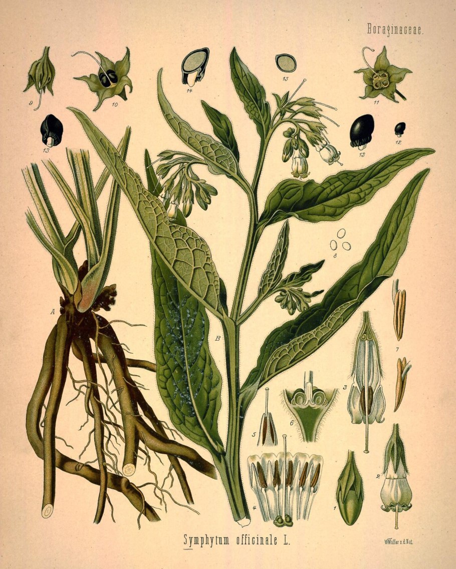 Symphytum officinale
