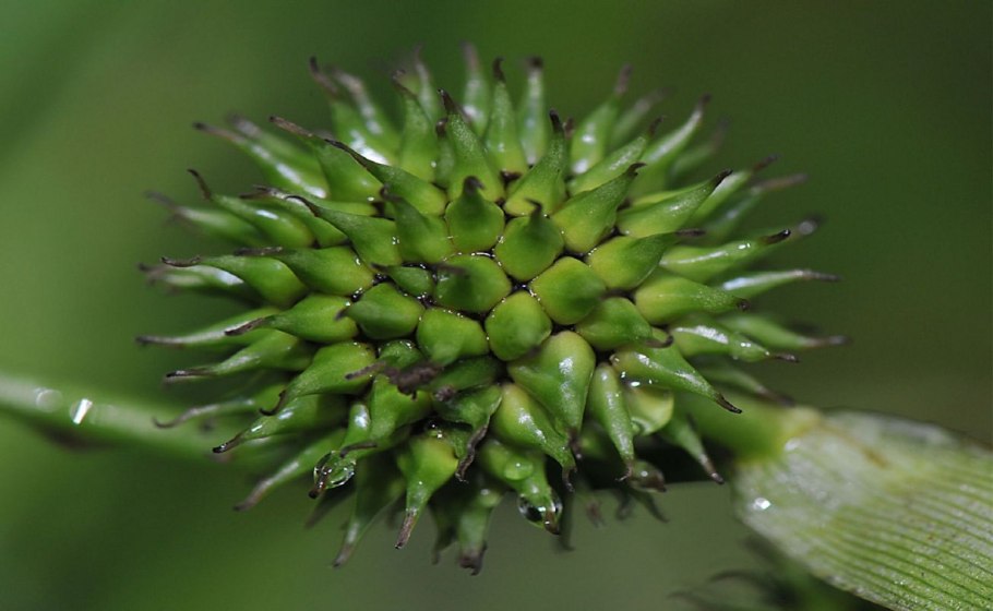 Кастиллея (Castilleja) семейства Заразиховые (Orobanchaceae).