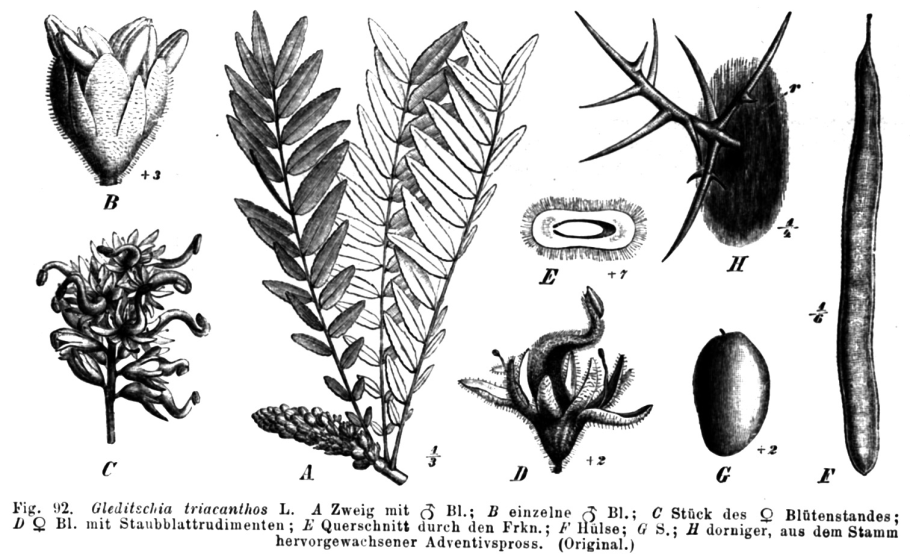 Дихапеталовые