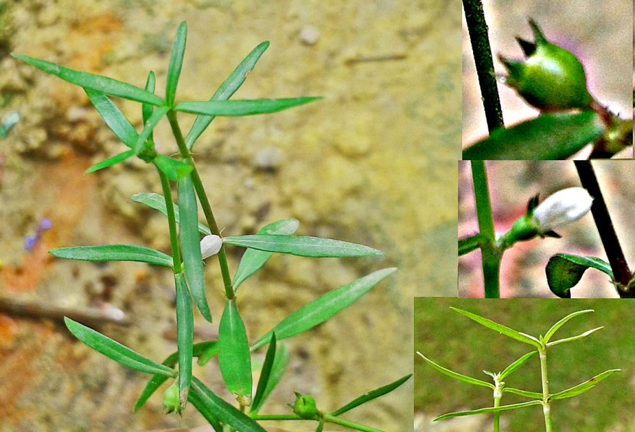 Троходендровые