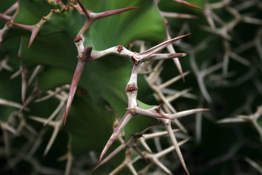 Семейство Росянковые (Droseraceae)
