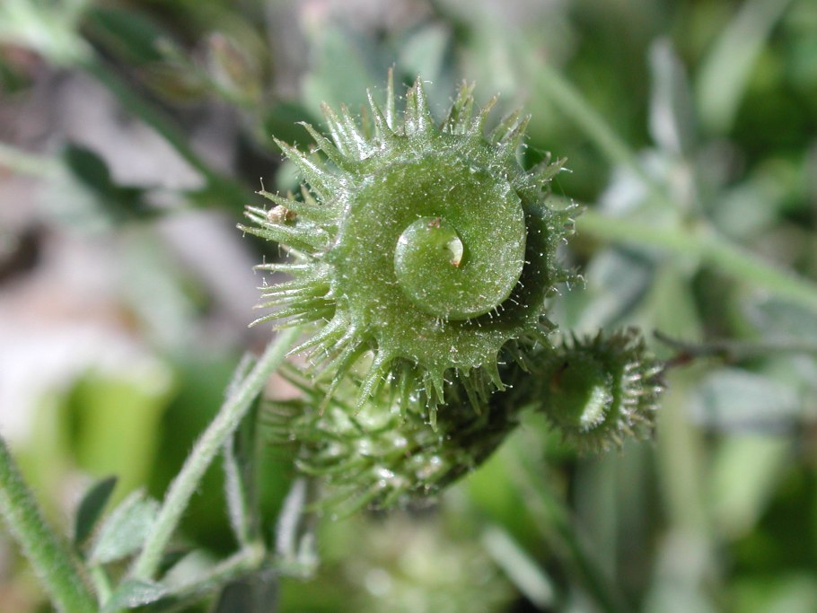 Medicago polymorpha растение