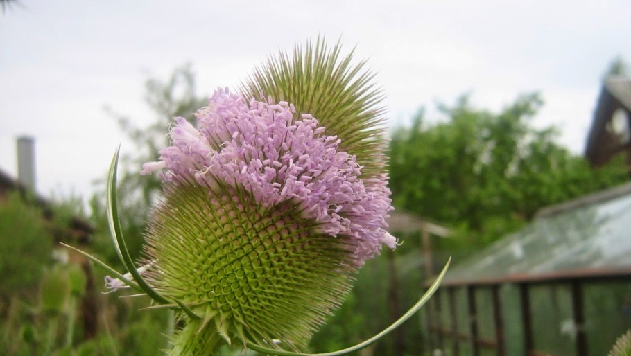 Araliaceae семейство
