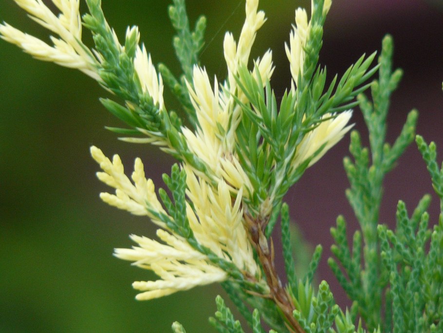 Можжевельник казацкий Стрикта