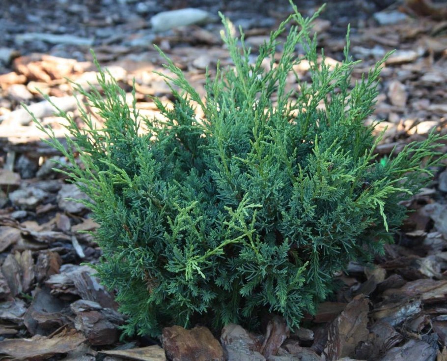 Можжевельник китайский Блау