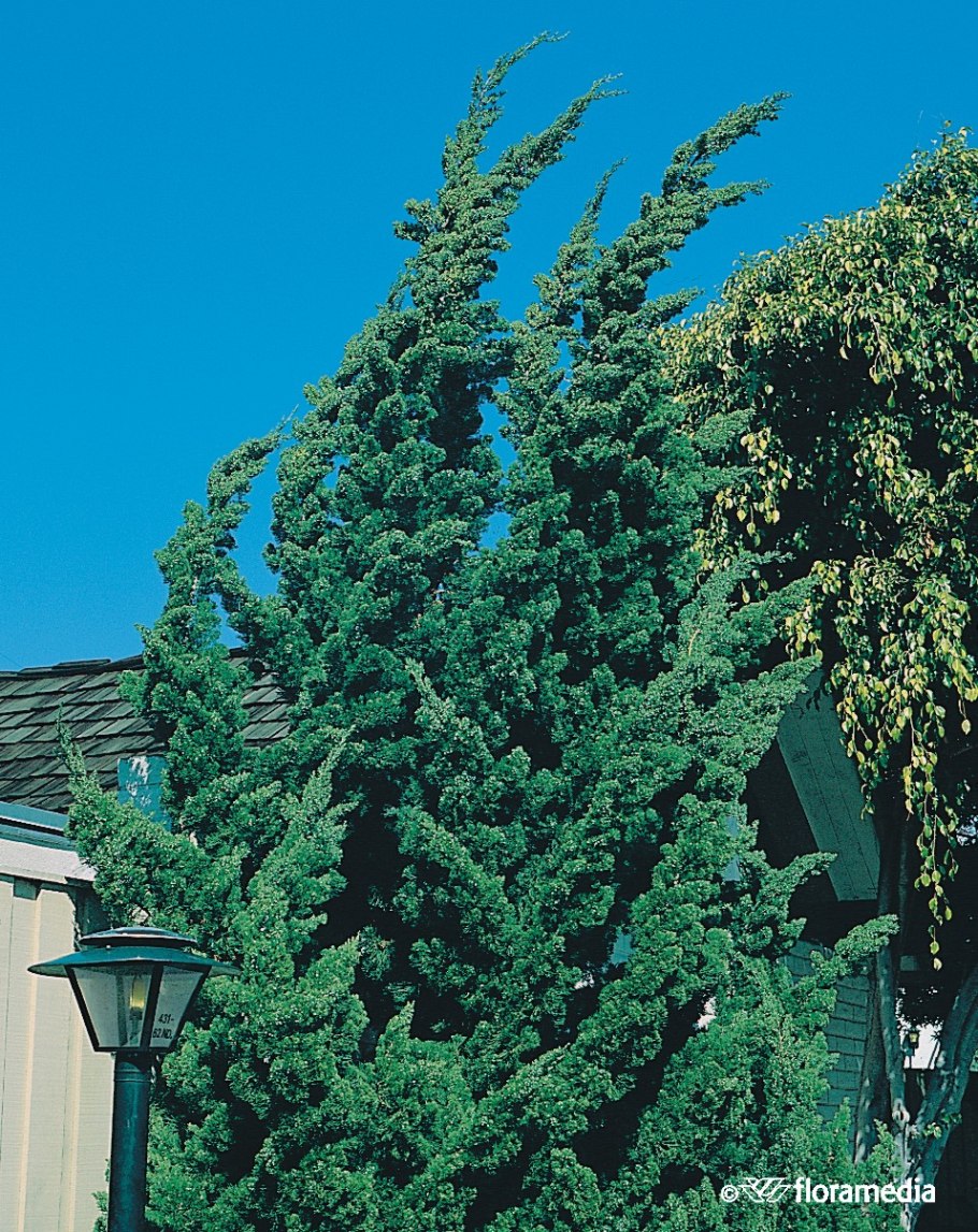 Можжевельник виргинский «Спартан»